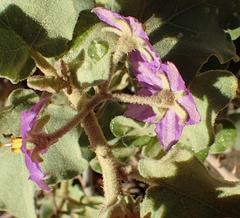 Solanum tomentosum tomentosum