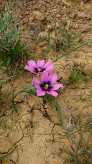 Moraea melanops