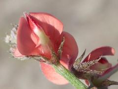 Indigofera porrecta porrecta