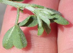 Indigofera porrecta porrecta