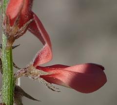 Indigofera porrecta porrecta