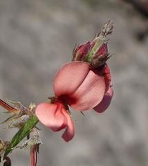 Indigofera porrecta porrecta