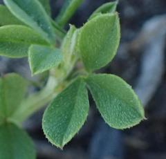 Indigofera porrecta porrecta