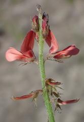 Indigofera porrecta porrecta