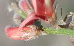 Indigofera porrecta porrecta