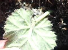 Pelargonium lobatum