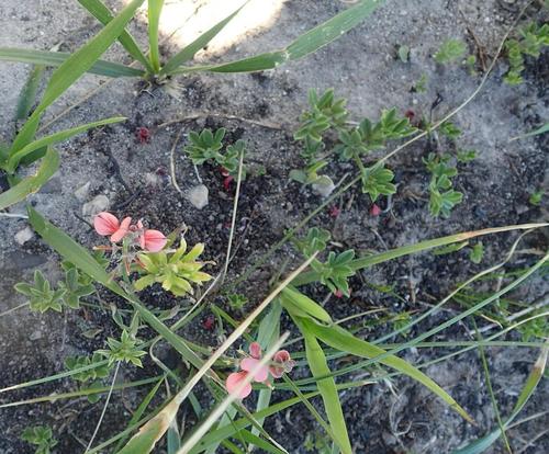 Image of Indigofera porrecta by (c) Nicola van Berkel, some rights reserved (CC BY-SA)