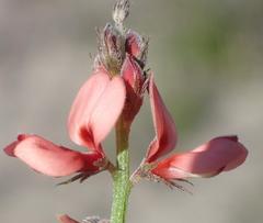 Indigofera porrecta porrecta