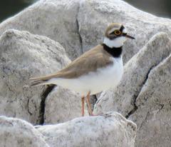Charadrius dubius curonicus