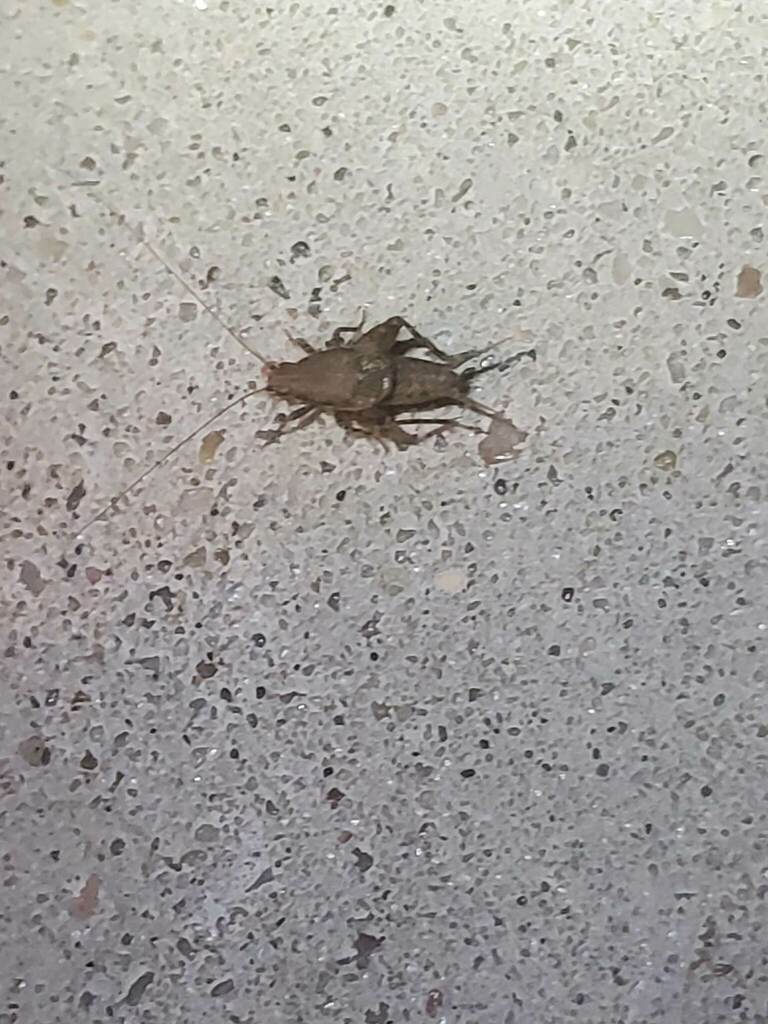 Scudder's Scaly Bush Cricket
