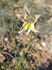 Gladiolus permeabilis permeabilis