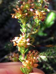 Erica ericoides