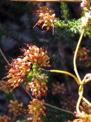Erica ericoides