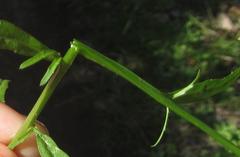 Lobelia flaccida flaccida
