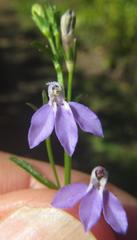 Lobelia flaccida flaccida