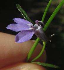 Lobelia flaccida flaccida