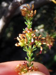 Erica ericoides