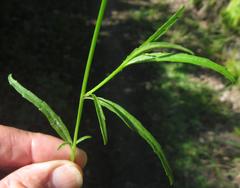 Lobelia flaccida flaccida