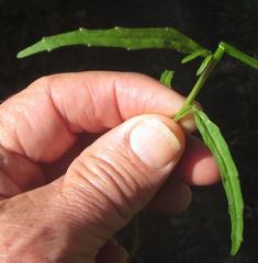 Lobelia flaccida flaccida
