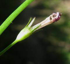 Lobelia flaccida flaccida