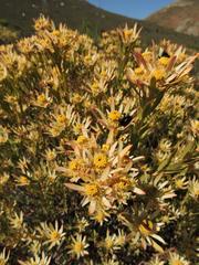 Leucadendron lanigerum laevigatum
