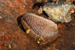 Urocyclus kirkii