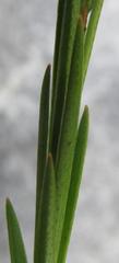 Euchaetis cristagalli