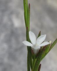 Euchaetis cristagalli