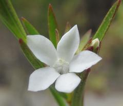 Euchaetis cristagalli
