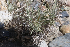 Pseudognaphalium leucocephalum