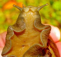 Cochlitoma granulata