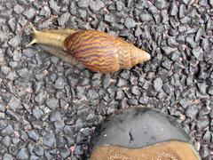 Cochlitoma granulata