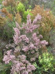 Erica thamnoides