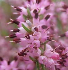 Erica thamnoides