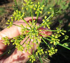 Notobubon ferulaceum