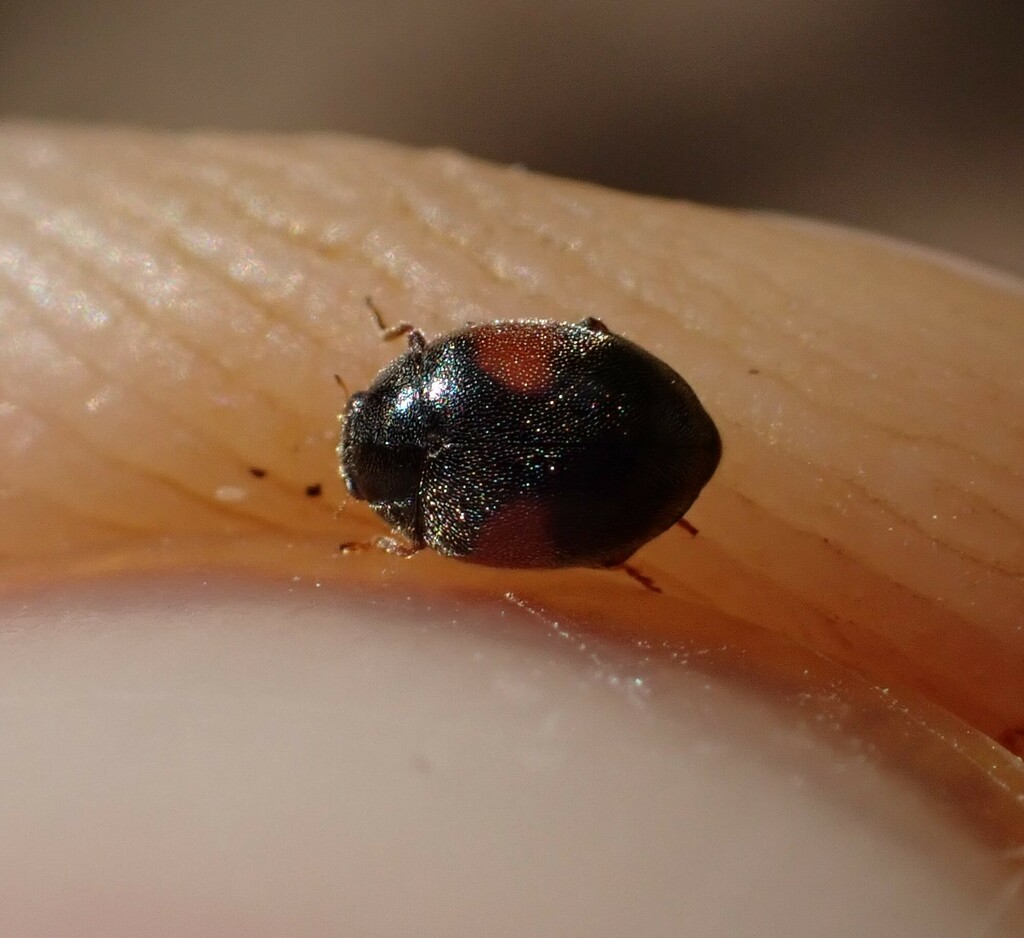 Scymnus marginalis