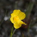Utricularia - Photo (c) Reiner Richter, μερικά δικαιώματα διατηρούνται (CC BY-NC-SA), uploaded by Reiner Richter