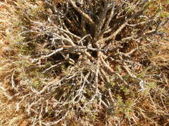Monsonia salmoniflora
