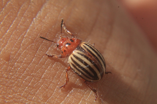 Leptinotarsa tumamoca Tower, 1918