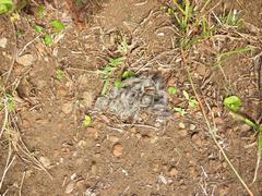 Leptailurus serval serval