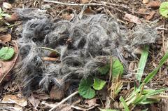 Leptailurus serval serval