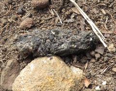 Leptailurus serval serval