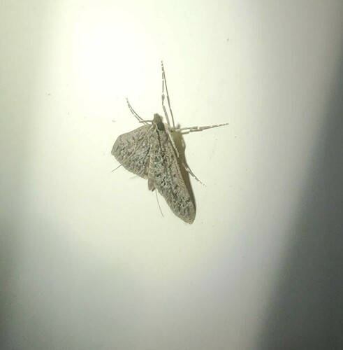 Dusky Saucrobotys Moth photo 2