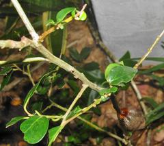 Apodytes dimidiata dimidiata