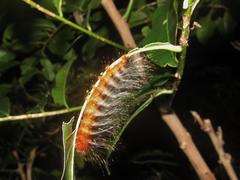 Apodytes dimidiata dimidiata