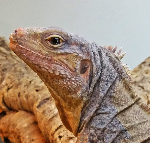 San Salvador Iguana (subspecies Cyclura Rileyi Rileyi) · Inaturalist