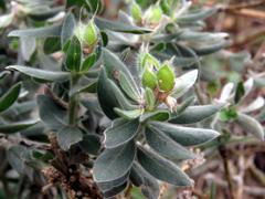 Xiphotheca fruticosa