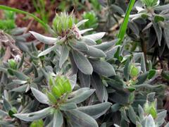 Xiphotheca fruticosa