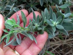 Xiphotheca fruticosa