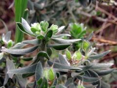 Xiphotheca fruticosa